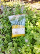 Pyłek pszczeli 1 kilogram.2025r.