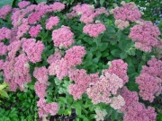 Rozchodnik okazały różowy sadzonka