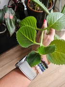 Oregano brazylijskie 