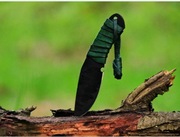 Neck "CATRIONA" Nóż Ręcznie Robiony "Wspaniały Świat Necka"