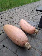 Dynia bananowa stara odmiana  - bardzo słodka - nasiona - duża ilość nasion