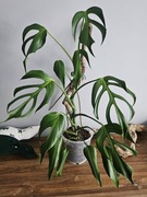 Wielka monstera Burle Marx Flame kolekcjonerska cała roślina w bigosie 