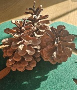 Duże szyszki 8-12 cm Jodła kalifornijska. Idealne do stroików i dekoracji.