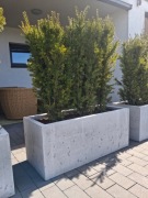 Donica betonowa z cisami