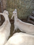 Sprzedam Kozy koziołki 