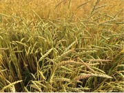 Mąka orkiszowa odmiana ROKOSZ do chleba pizzy 5kg 