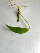 Epipremnum pinnatum Blue Form sadzonka pędowa rośliny kolekcjonerskiej