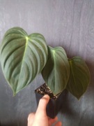 Philodendron melanochrysum x Philodendron pastazanum 