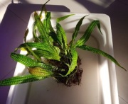 Microsorum  Orange - sadzonka kolekcjonerska.