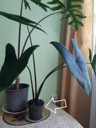 Alocasia Black Zebrina 