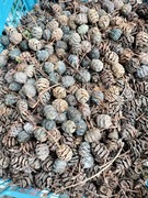 Szyszki metasekwoja 1kg 