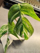 epipremnum pinnatum variegata sadzonki 
