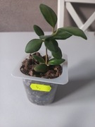 Hoya Hoja Ds-70wariegata