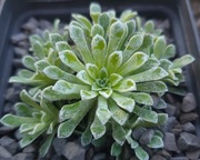 Skalnica / Saxifraga Hi Ho Silver