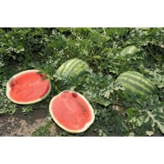 Nasiona arbuza Arashan F1 