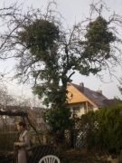 Zimowe cięcia drzew i krzewów