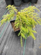 Tsuga Cansdensis WB1, choina kanadyjska NOWOŚĆ 