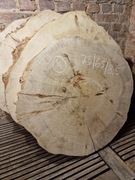 Czeczota Topoli 73/65/8,5 cm Blat Plaster Drewno Stolik Żywica DIY Suchy