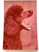 Pocztówka, Pudel. Fot. Biliński . Zobacz wszystkie moje przedmioty