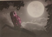 Foto Canvas 100x70cm Fioletowa sowa