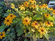 Rudbekia goldstrum 