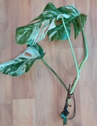 Monstera variegata sadzonka