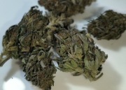 Susz CBD Black Dog 5g 10g 25g 50g 100g 250g 12.23% wyprzedaż promocja 