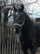 KOŃ śląski wałach 2,5 roku, Bajron