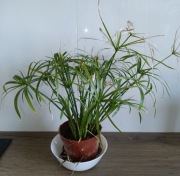 Cyperus papirus involucratus Variegata