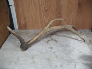 poroże 67x27x23cm.śr.4cm.max