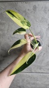 Philodendron Florida Beauty x Mayoi 