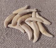 Naturalny ząb kieł amulet jasny