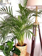 Palma Areka 150 cm