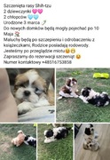 Szczenięta shih-tzu 