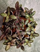 Episcia, nadwyżki 