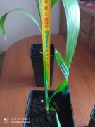 Zestaw mrozoodpornych palm Washingtonia,Trachycarpus,Sabal