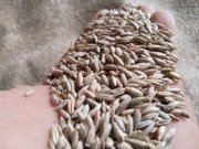 Sprzedam żyto tego roczne