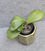 Hoya kerrii hoja kerri 