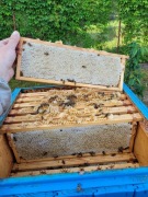Odkłady pszczele na ramce wielkopolskiej 2026 , odkład pszczeli
