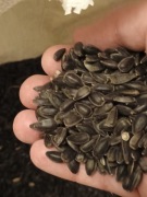 Pestki słonecznika dla gryzoni 1 kg