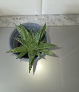 Aloes            