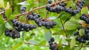 Aronia // hurt // około 8 ton
