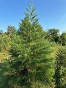 Mamutowiec olbrzymi (sekwoja), 40cm