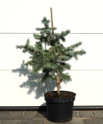 ŚWIERK KŁUJĄCY OLDENBURG * ŁADNA DUŻA SADZONKA* SUPER