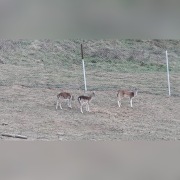 Siatka ogrodowa grubosc drutu 3-4mm