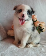 Border collie blue merle 