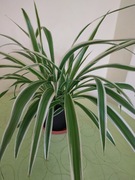 Zielistka - piękna gęsta roślina 30cm