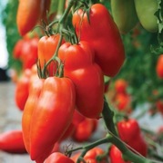 Pomidor Bellandine F1