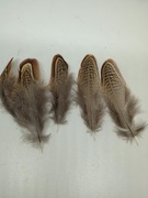 Pióra bażanta migdałowego 5-8 cm naturalne 5 sztuk