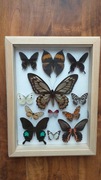 Gablotka motyle Ornithoptera Papilio Kallima i inne na ścianę